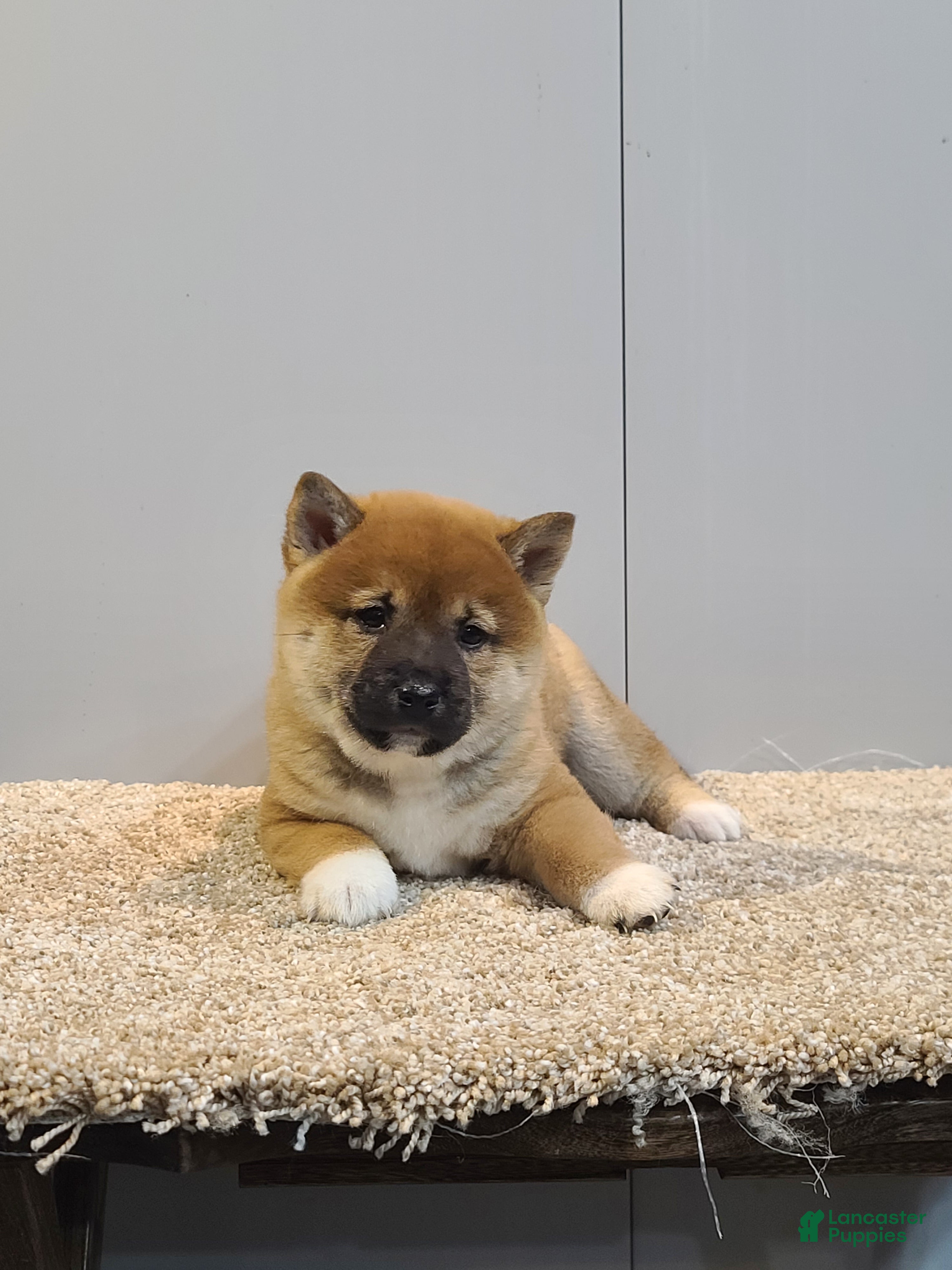 Shiba Inu dogs Tim  - Ad 1