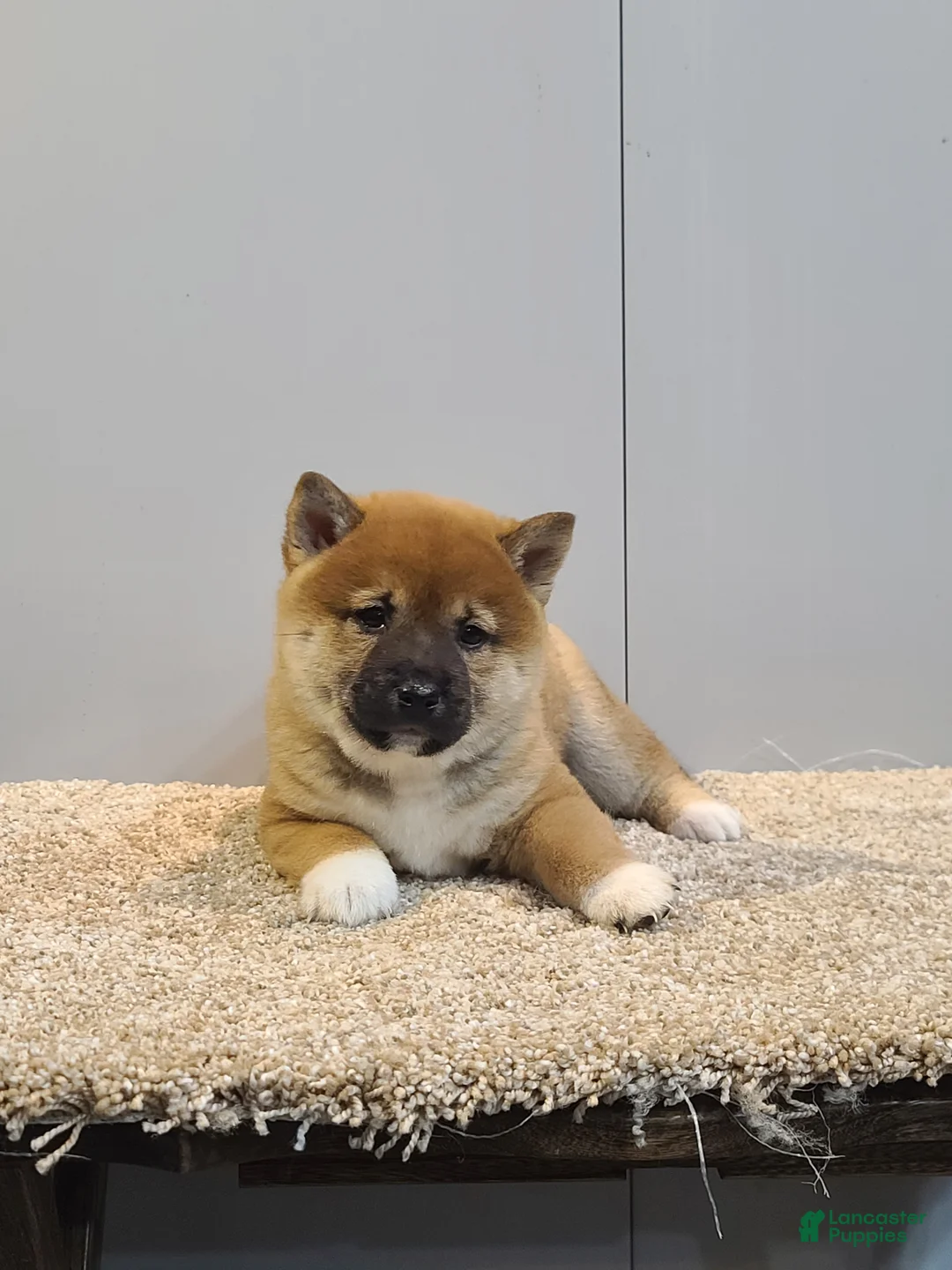 Shiba Inu dogs for sale: Tim  - Ad 1