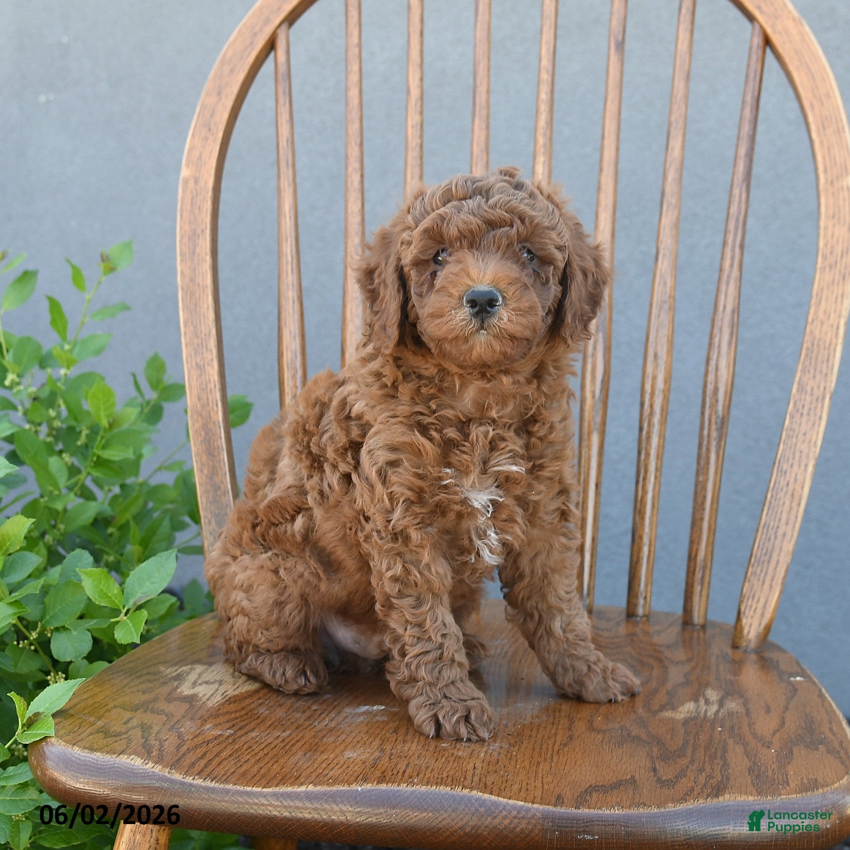 Miniature Poodle dogs for sale: Troy - Ad 5
