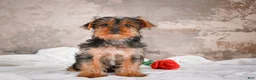 Yorkshire Terrier dogs for sale: Rose - Ad 4