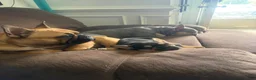 French Bulldog dogs for sale: French Bulldog 2 - Ad 3