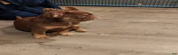 French Bulldog dogs for sale: Bella - Ad 4