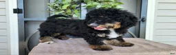 Mini Bernedoodle dogs for sale: Karly - Ad 8
