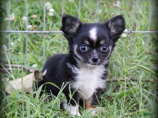 Chihuahua dogs - Ad 23