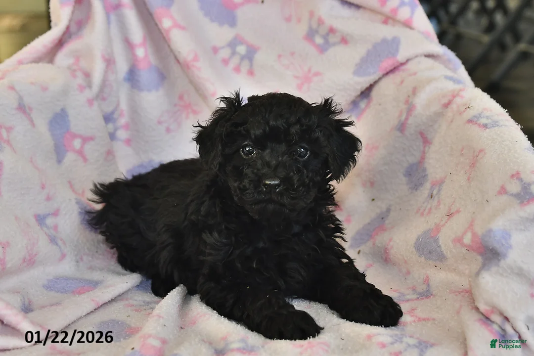 Miniature Poodle dogs for sale: Jasper - Ad 1