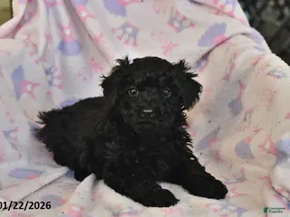 Miniature Poodle dogs Jasper - Ad 42