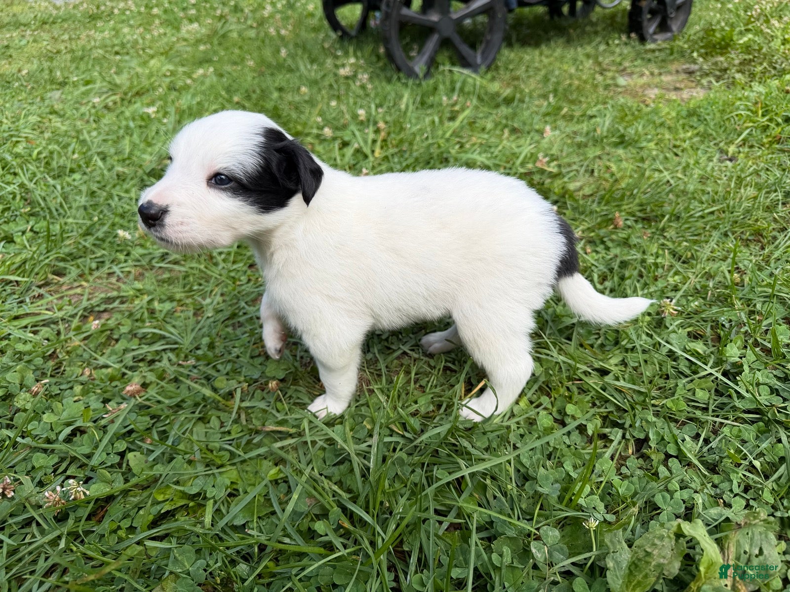 Mixed Breed dogs for sale: Badger - Ad 2