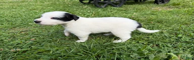 Badger
