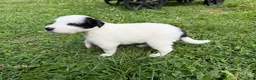 Mixed Breed dogs for sale: Badger - Ad 1