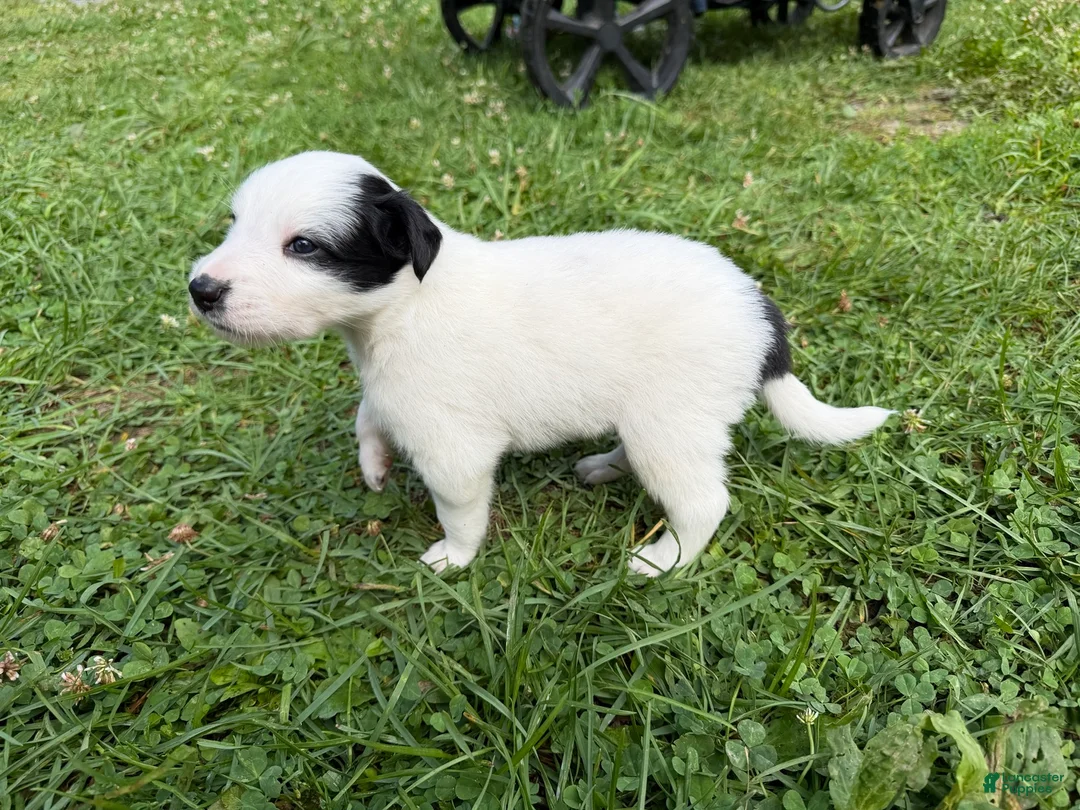 Mixed Breed dogs for sale: Badger - Ad 1