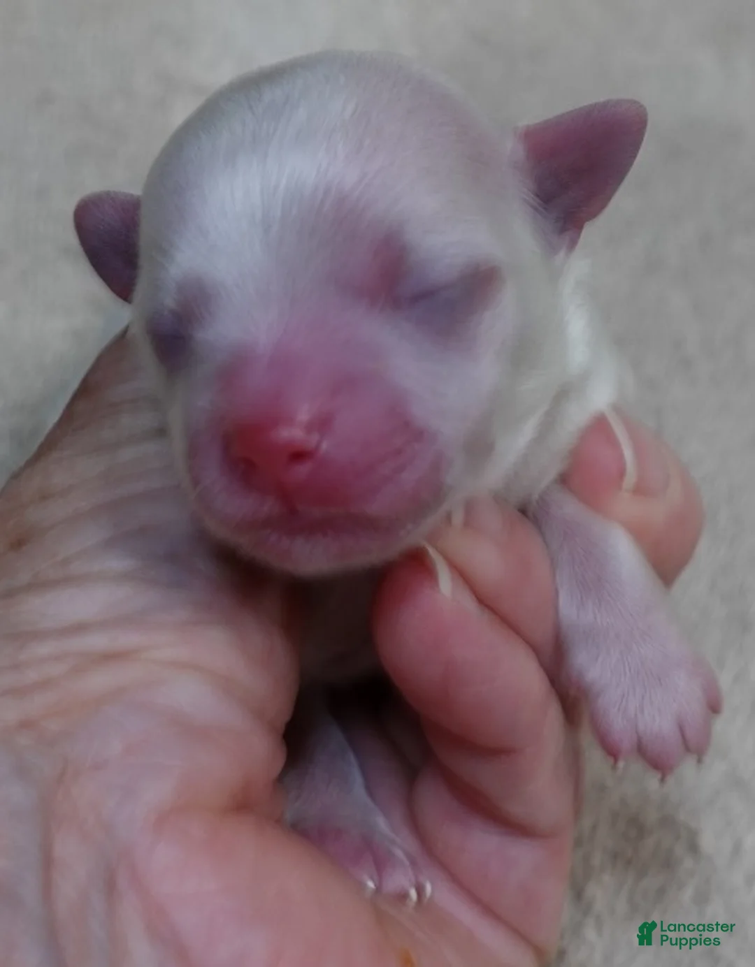 Maltese dogs for sale: Brynn - Ad 1