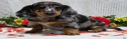 Miniature Dachshund dogs for sale: Romeo - Ad 2