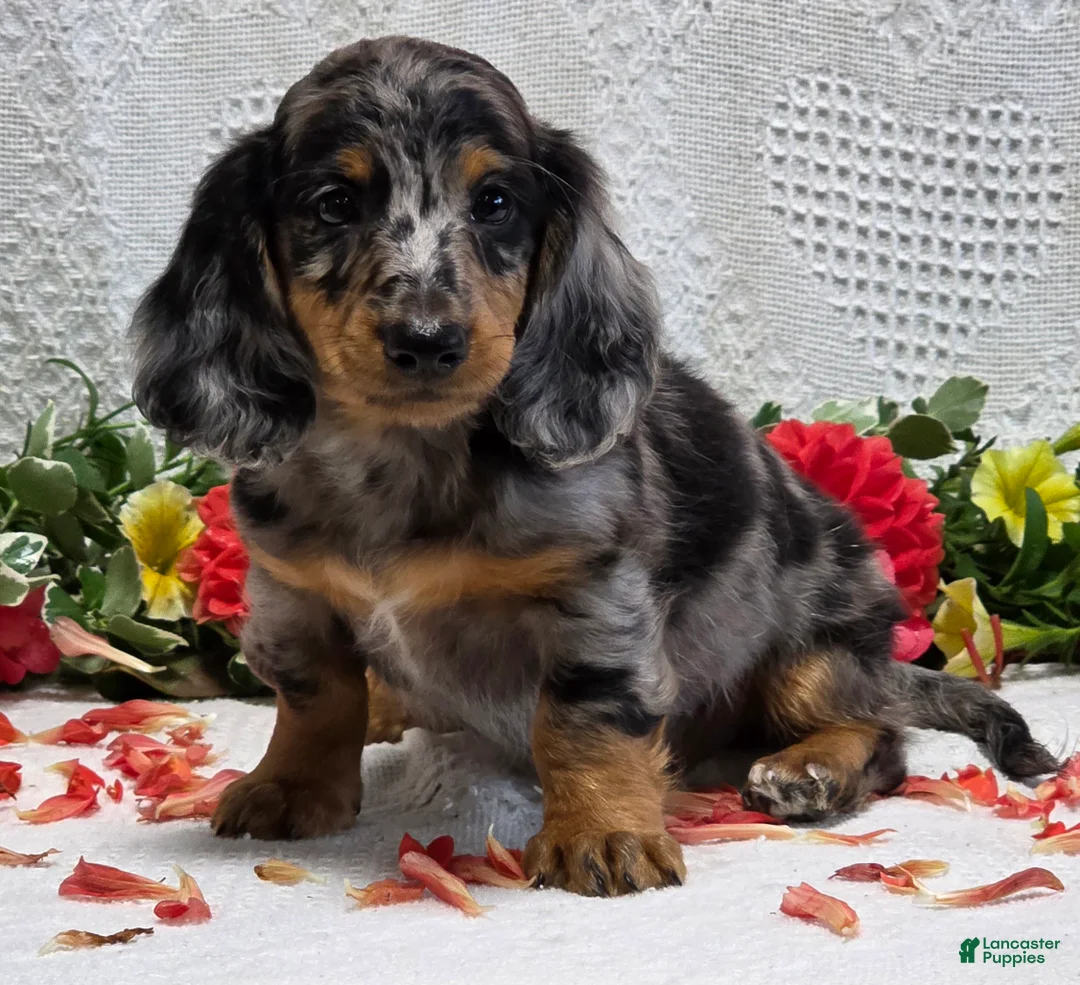 Miniature Dachshund dogs for sale: Romeo - Ad 2