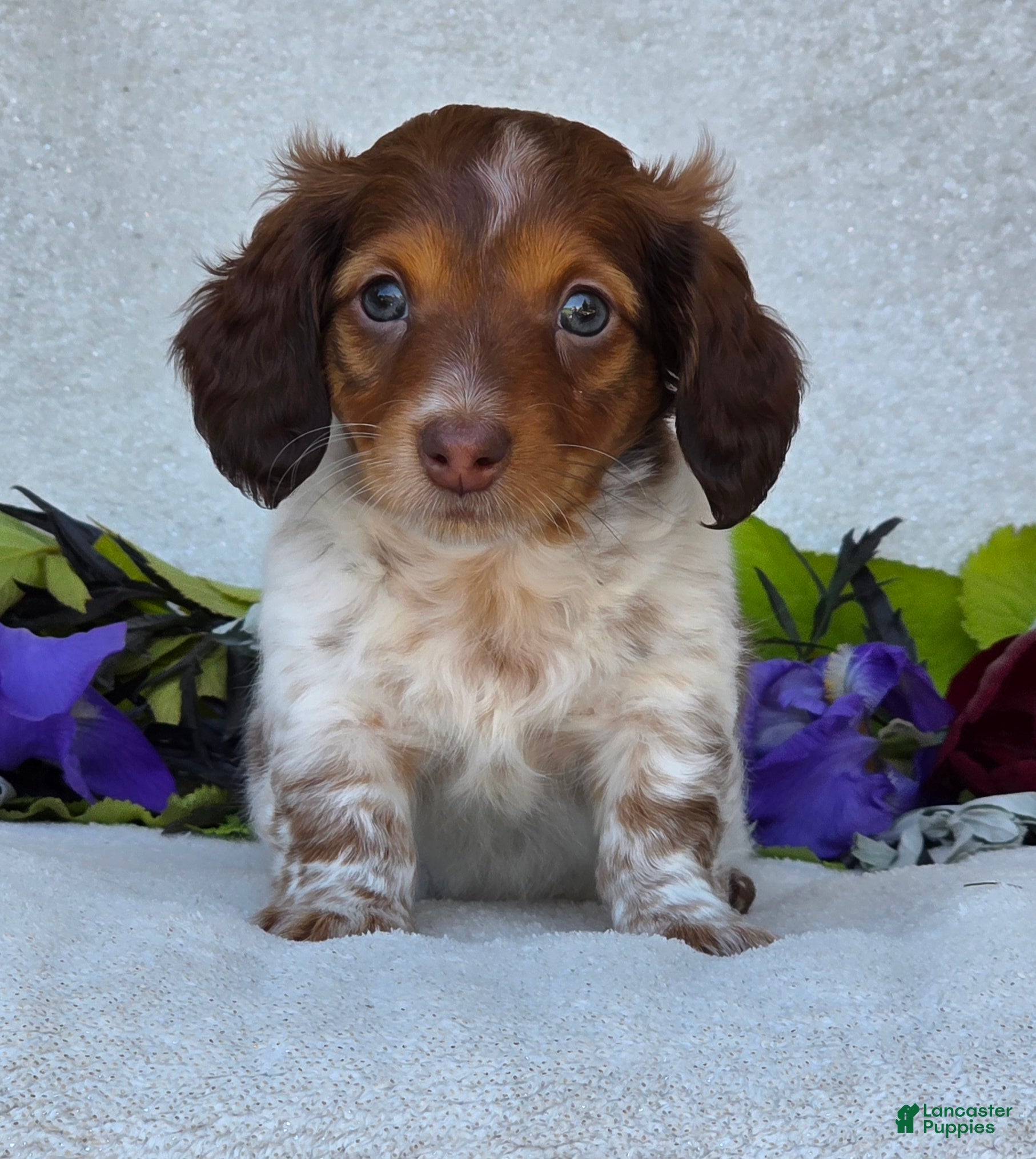 Miniature Dachshund dogs for sale: Lance - Ad 7