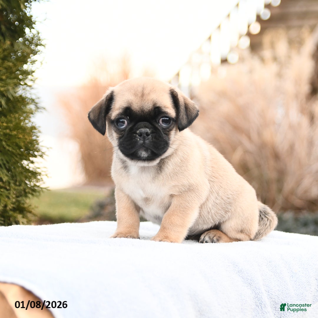 Mixed Breed dogs for sale: Matt  - Ad 2