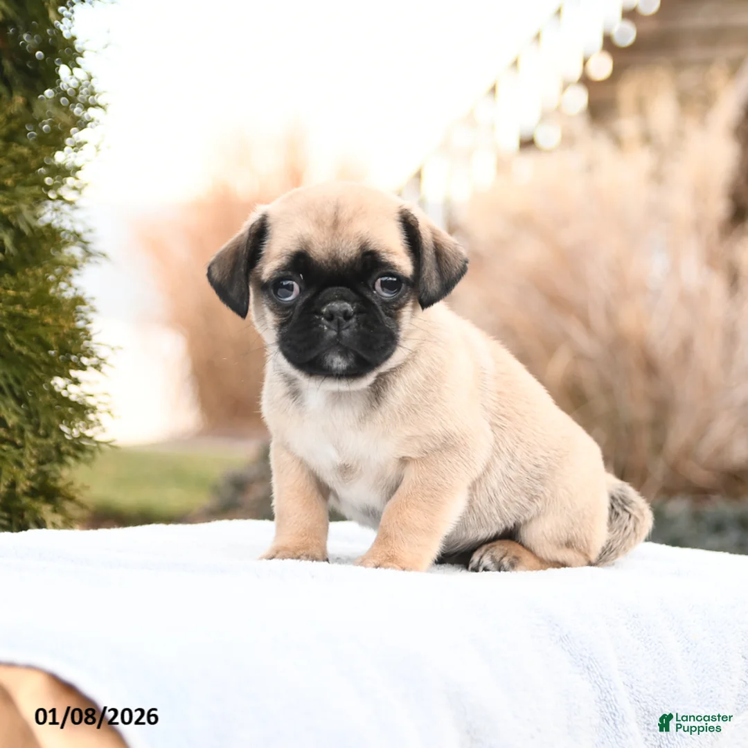 Mixed Breed dogs for sale: Matt  - Ad 2