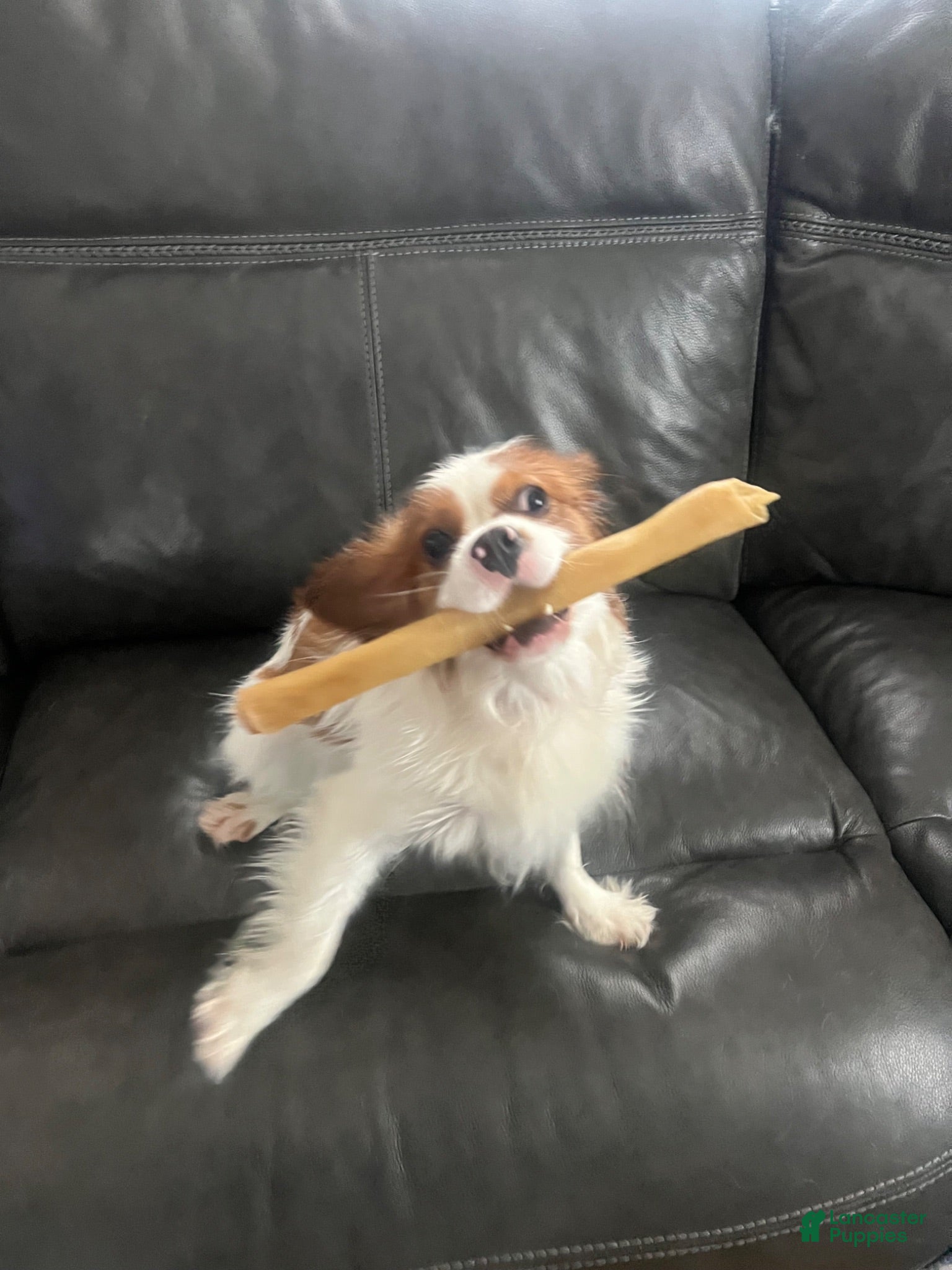 Cavalier King Charles Spaniel dogs for stud: King Charles Cavalier babies  - Ad 1