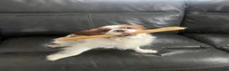 Cavalier King Charles Spaniel dogs for stud: King Charles Cavalier babies  - Ad 1