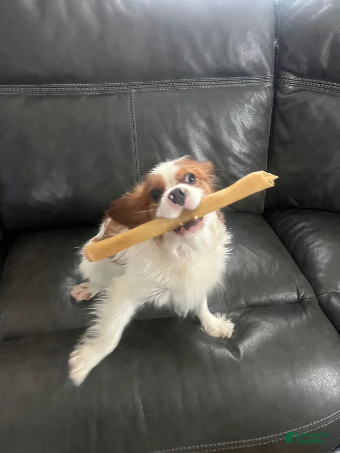 Cavalier King Charles Spaniel dogs for stud: King Charles Cavalier babies  - Ad 1