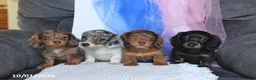 Miniature Dachshund dogs for sale: Tina  - Ad 2