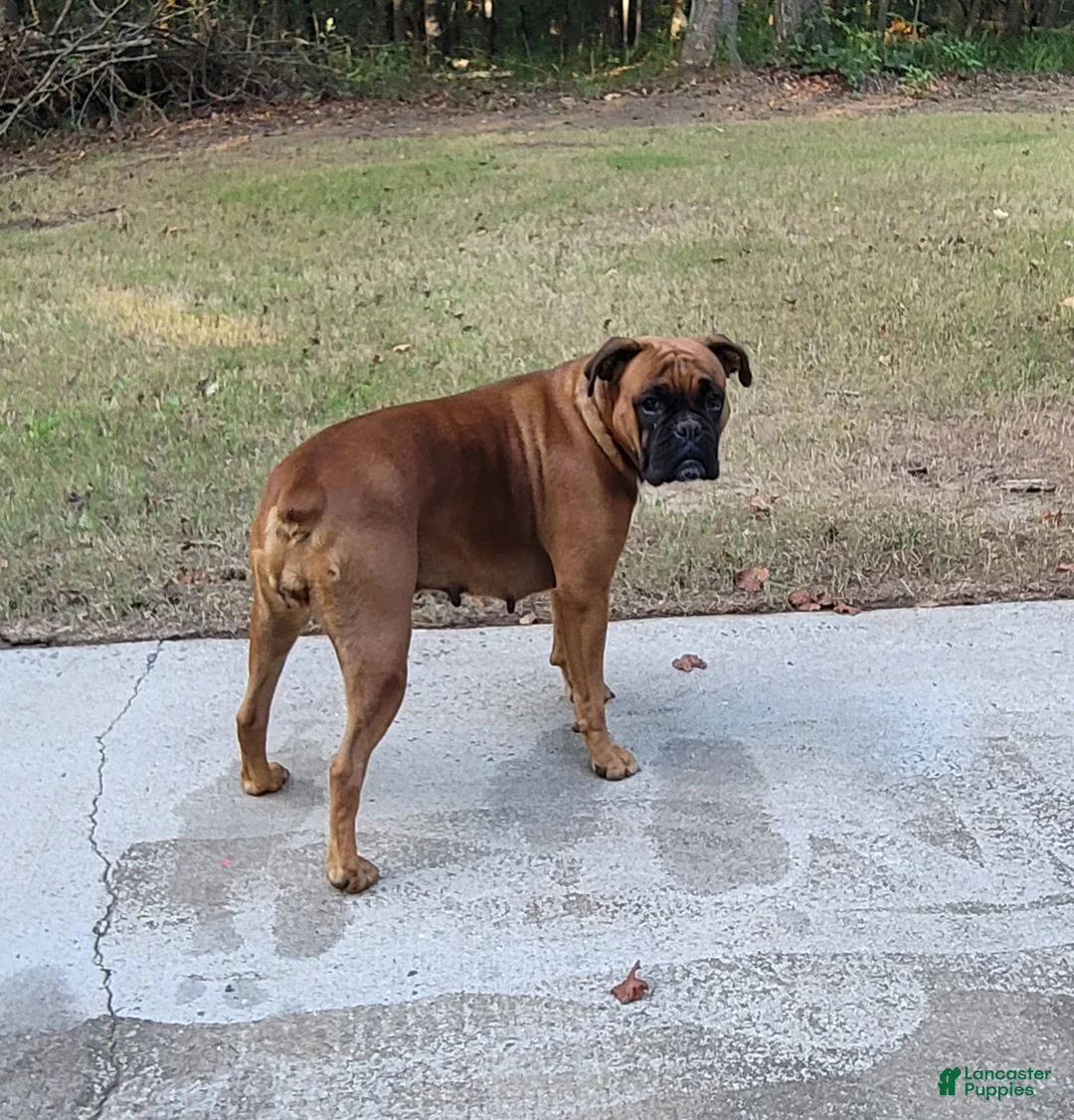 Boxer dogs for sale: Boxer Puppy 1 - Ad 2