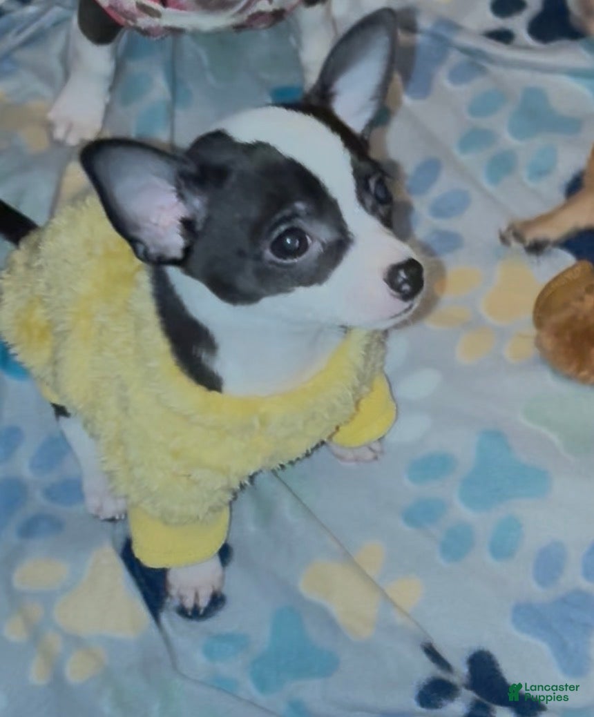 Chihuahua dogs Chihuahua Puppy 1 - Ad 35