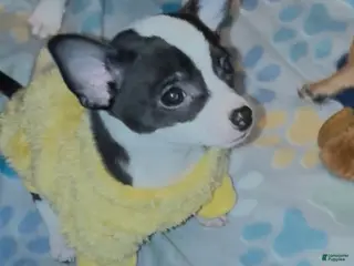 Chihuahua dogs Chihuahua Puppy 1 - Ad 35