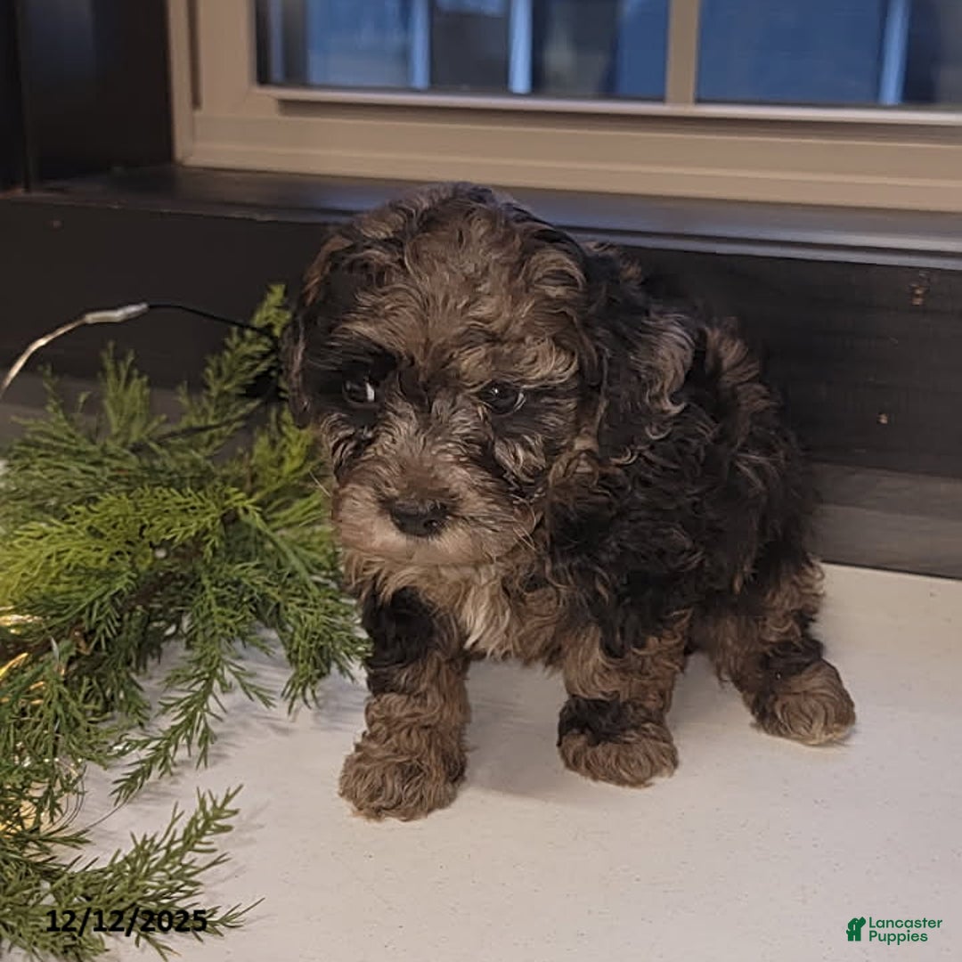 Mixed Breed dogs for sale: Ruger - Ad 2