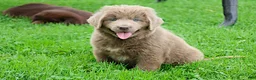 Newfoundland dogs for sale: Bianca - Ad 8