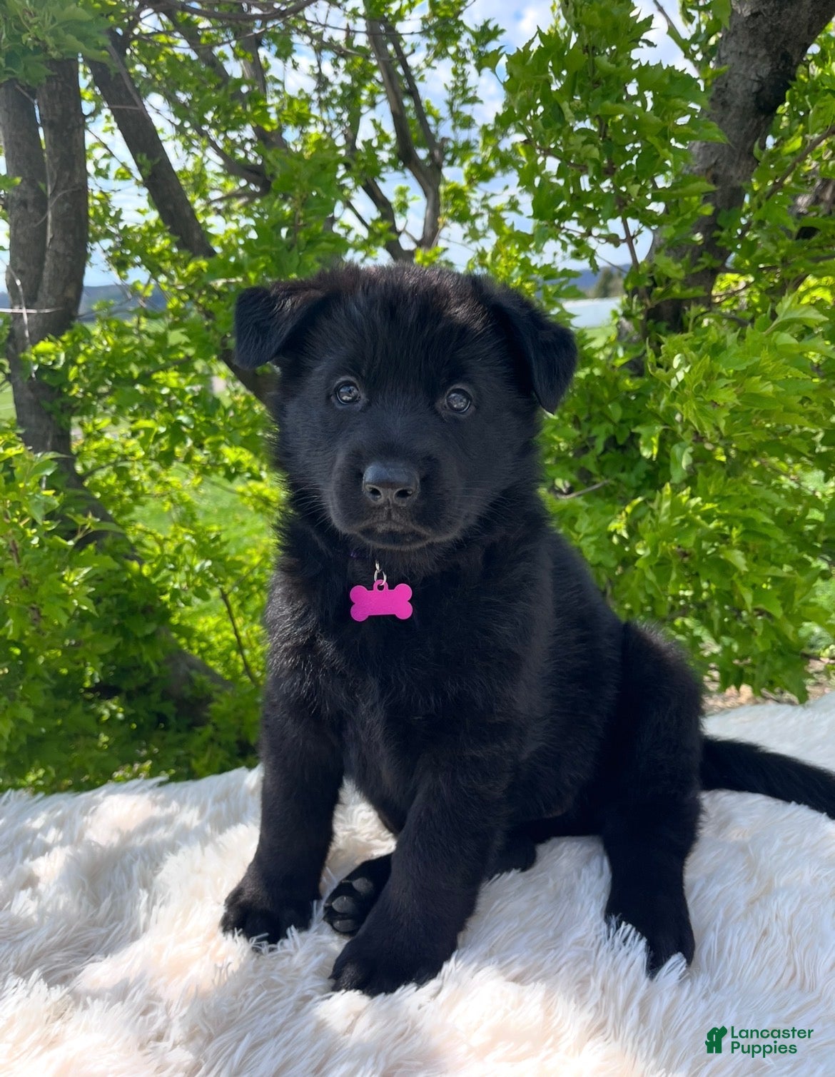 German Shepherd dogs Molly  - Ad 1