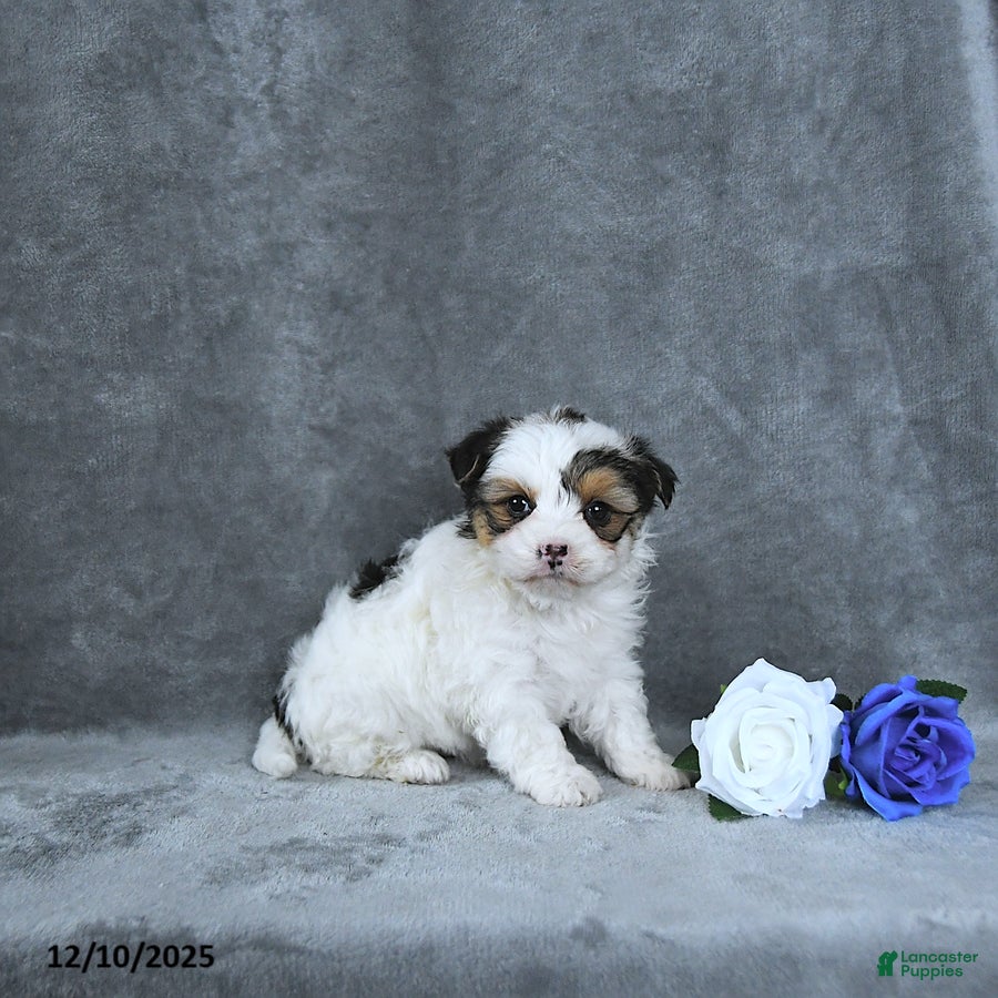Mixed Breed dogs Holly EXTRA SMALL - Ad 38