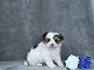 Mixed Breed dogs Holly EXTRA SMALL - Ad 23