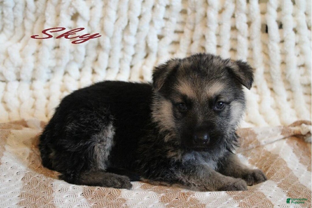 German Shepherd dogs for sale: German Shepherd Puppy 3 Sky - Ad 1