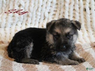 German Shepherd dogs for sale: German Shepherd Puppy 3 Sky - Ad 2