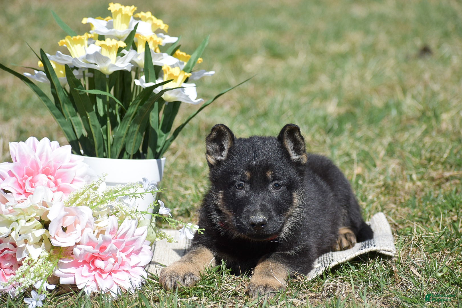 German Shepherd dogs Ethan - Ad 2
