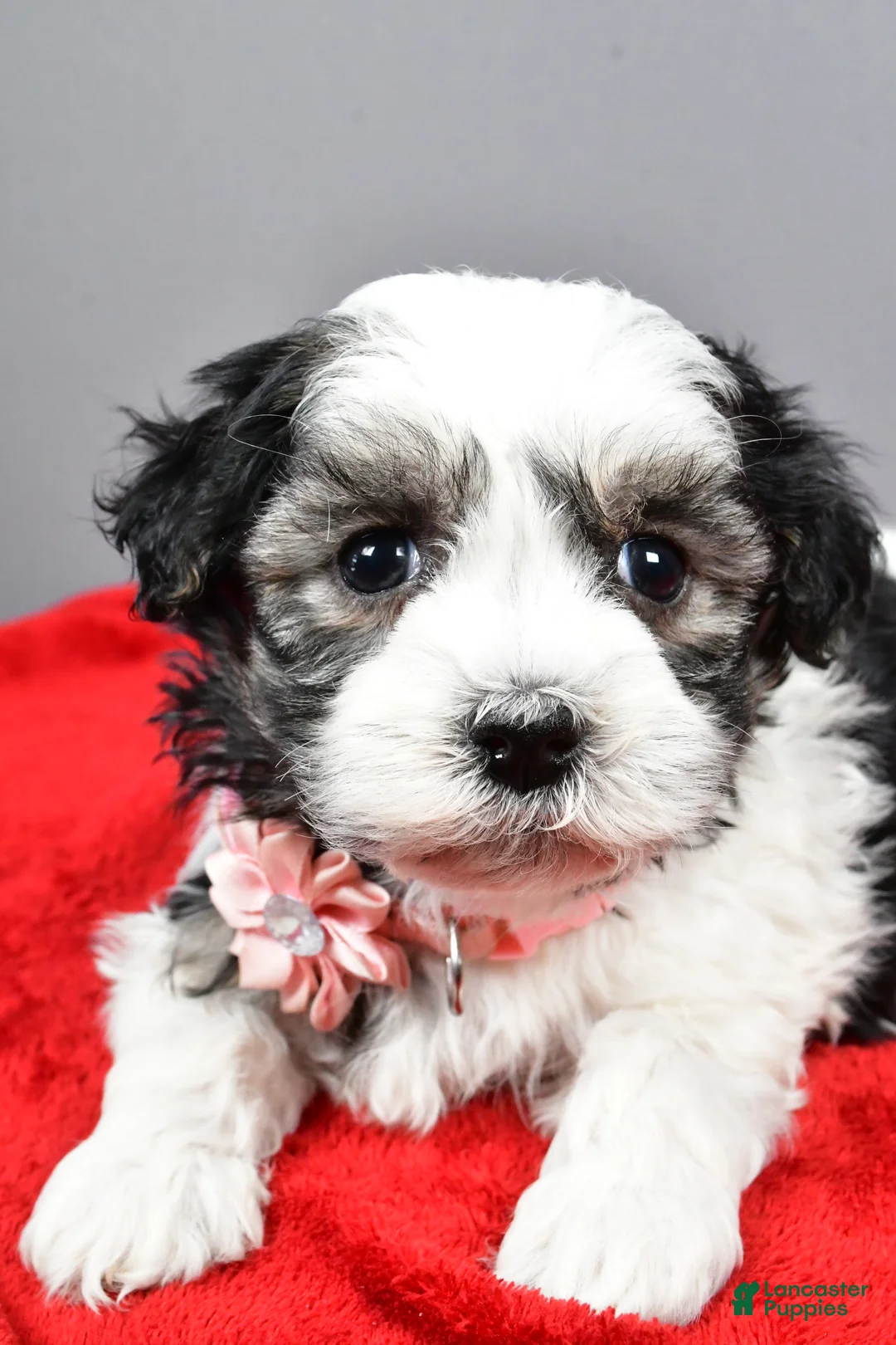 Havanese dogs for sale: Daine - Ad 2