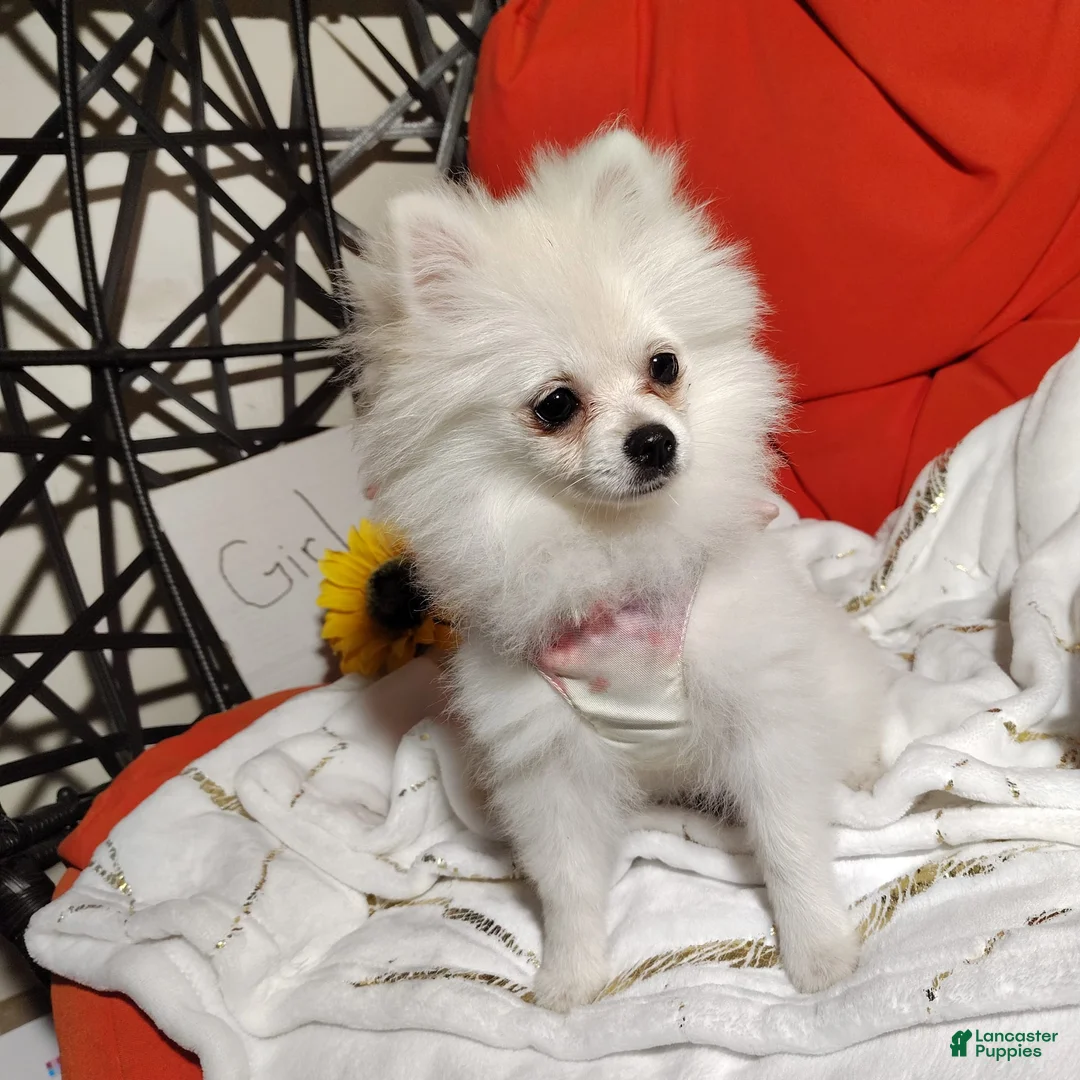 Pomeranian dogs for sale: Cecilia - Ad 5