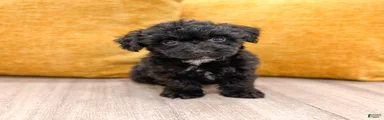Blacky