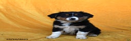 Australian Shepherd dogs for sale: Pixie - Ad 3