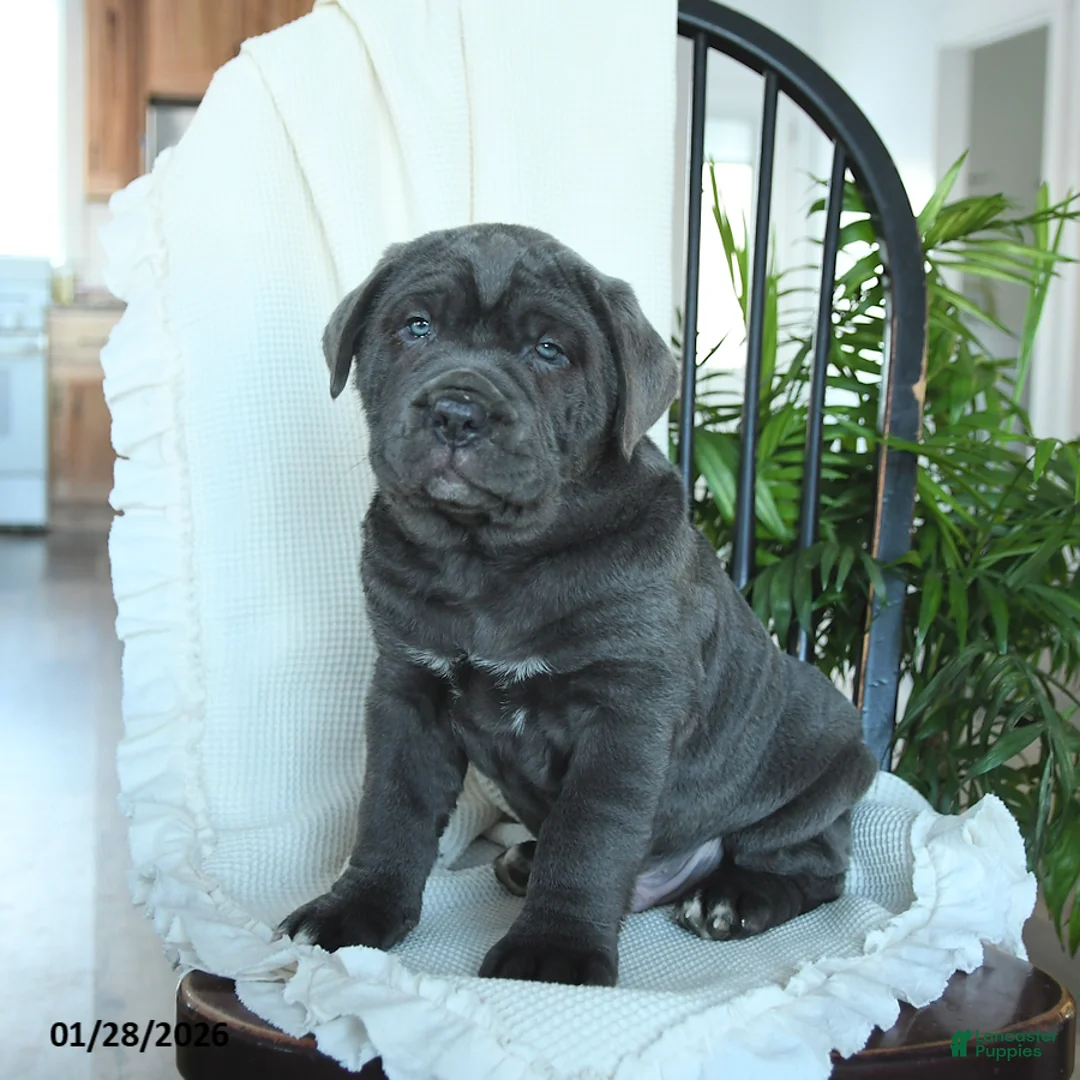 Cane Corso dogs for sale: Atlas - Ad 1