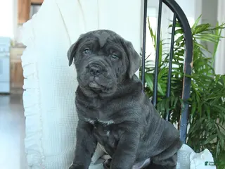 Cane Corso dogs Atlas - Ad 2