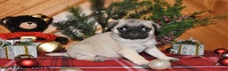 Pug dogs for sale: Christopher - Ad 1