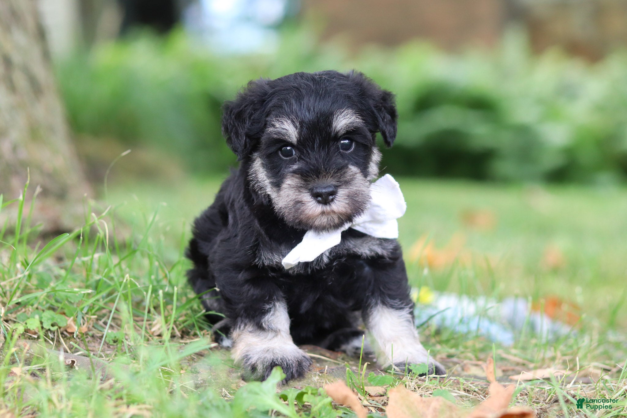 Miniature Schnauzer dogs Benji - Ad 1