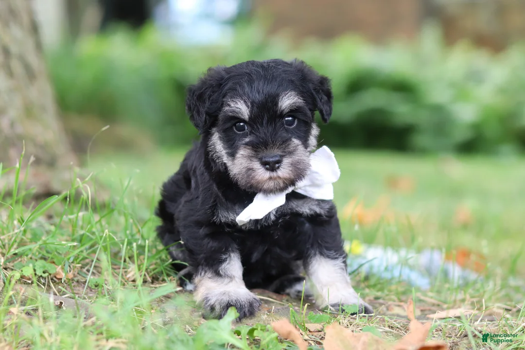 Miniature Schnauzer dogs for sale: Benji - Ad 1