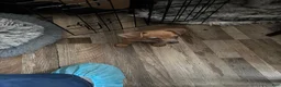 Mixed Breed dogs for sale: Candace - Ad 4