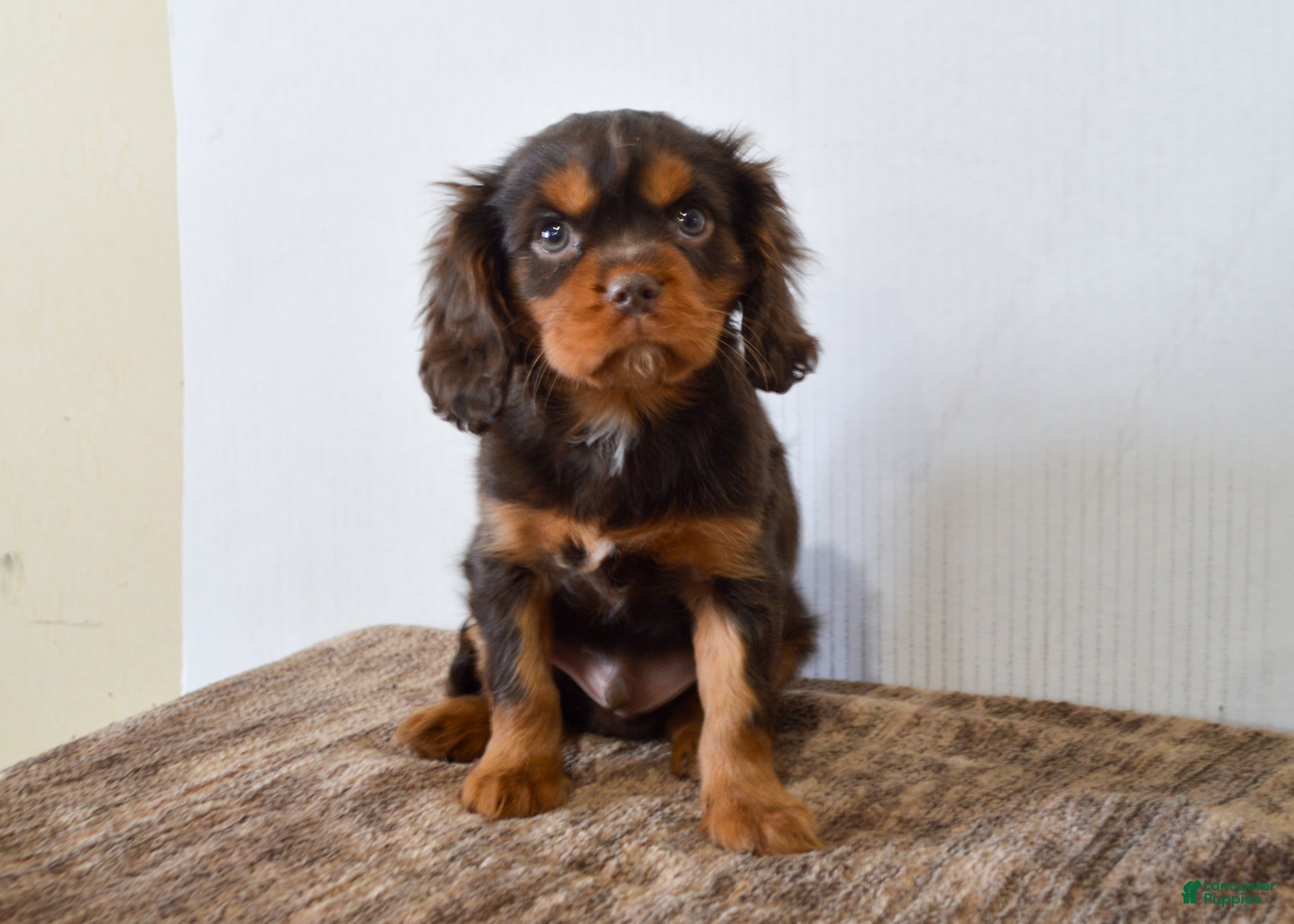 Cavalier King Charles Spaniel dogs Allison - Ad 13