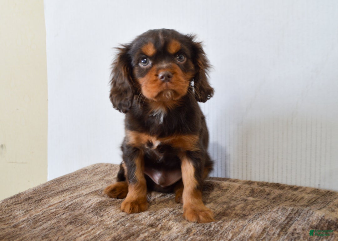 Cavalier King Charles Spaniel dogs for sale: Allison - Ad 1