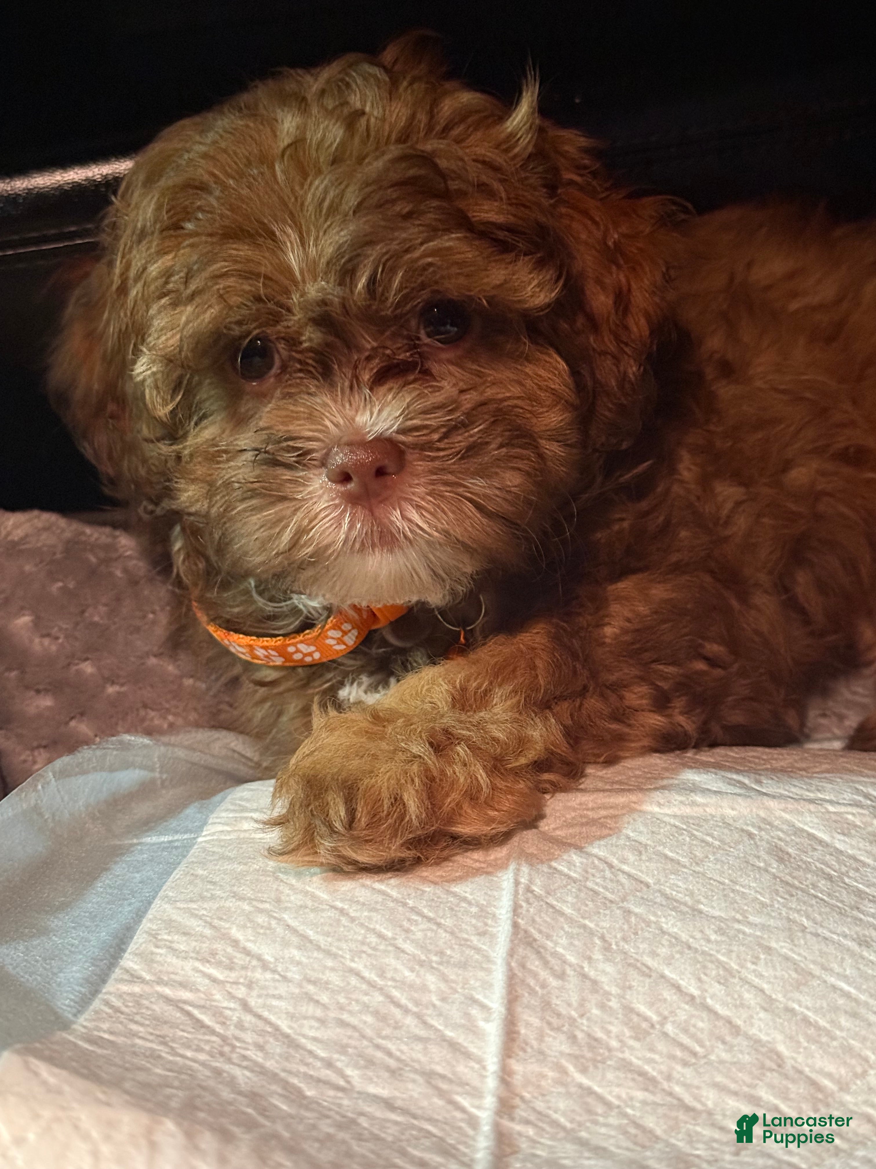 Shihpoo dogs Shihpoo Puppy 1 - Ad 1