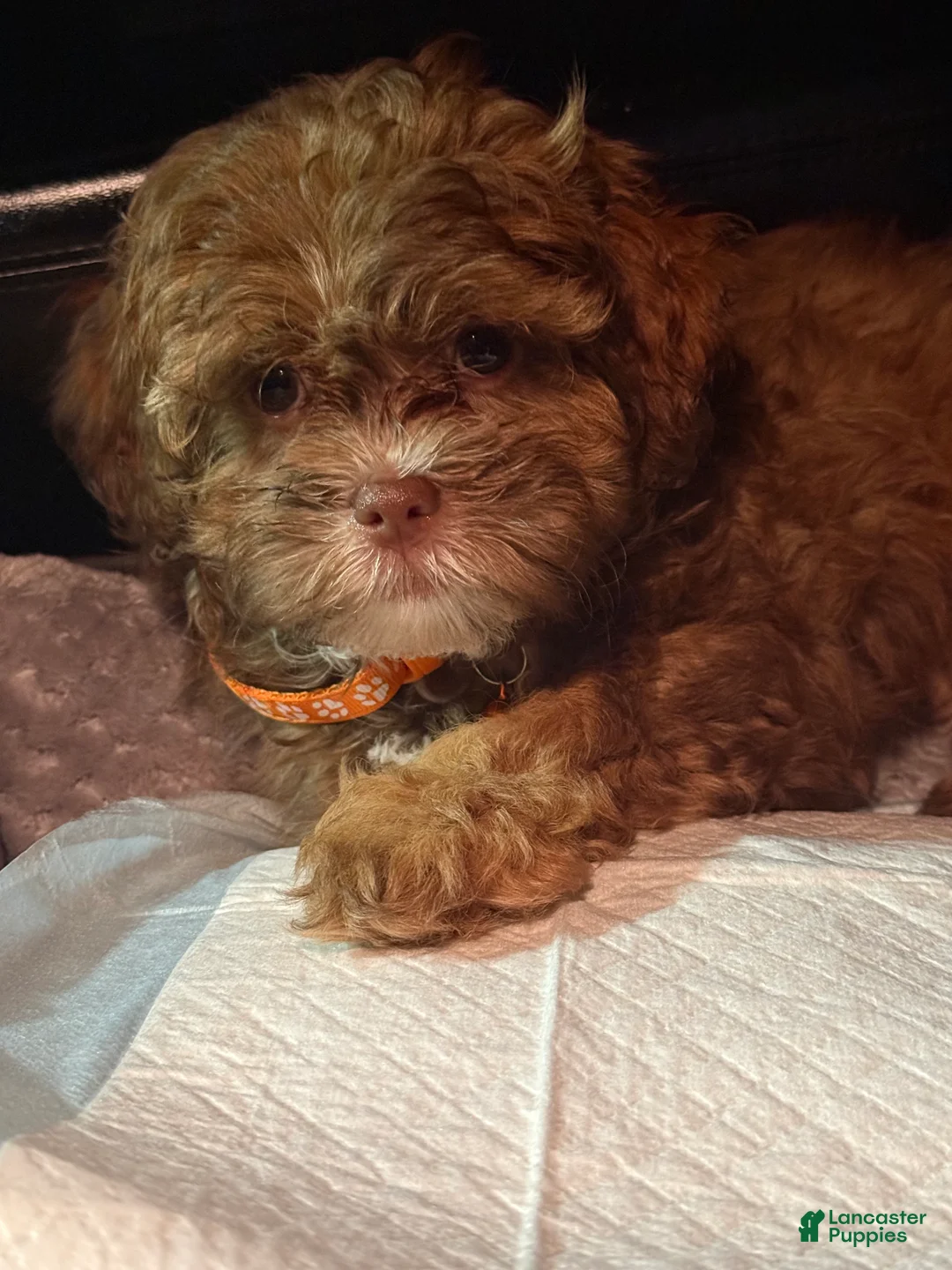 Shihpoo dogs for sale: Shihpoo Puppy 1 - Ad 1