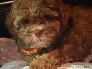 Shihpoo dogs Shihpoo Puppy 1 - Ad 12